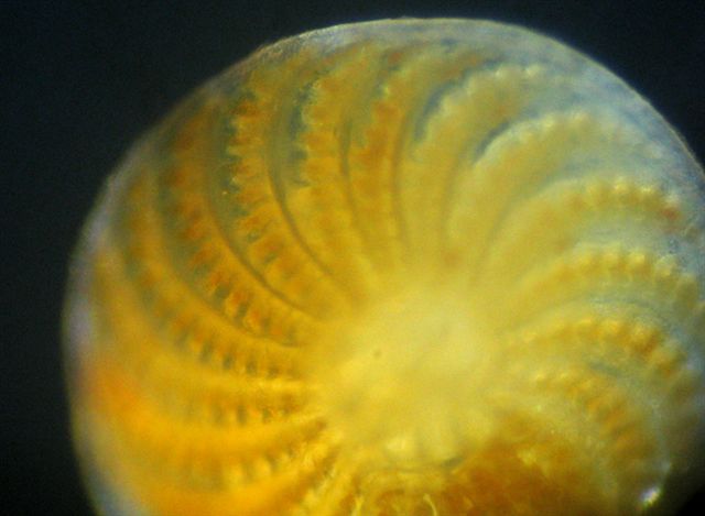 Sabbia.... fossile?